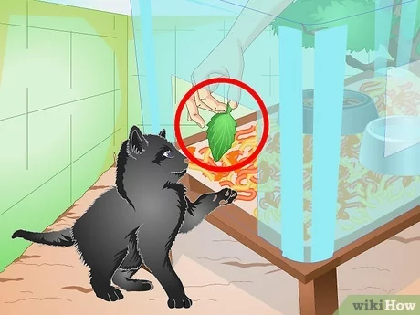 Detail Membuat Rumah Kucing Nomer 30