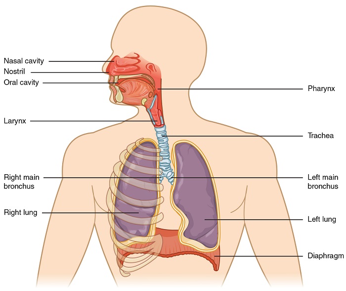Pics Of The Respiratory System - KibrisPDR