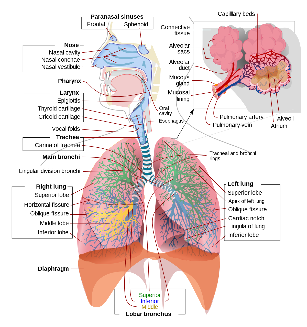 Detail Pics Of The Respiratory System Nomer 2