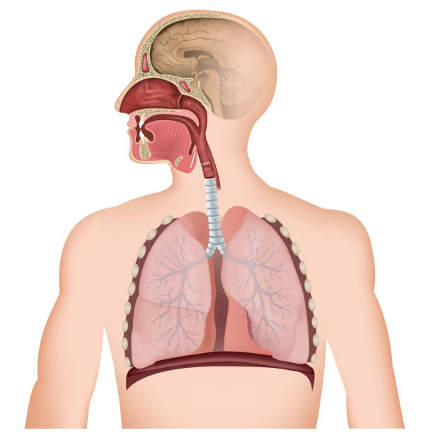 Detail Pics Of The Respiratory System Nomer 11