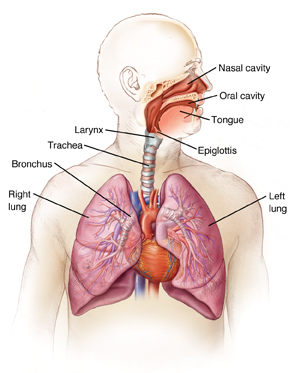 Detail Pics Of The Respiratory System Nomer 12