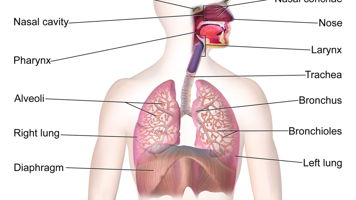 Detail Pics Of The Respiratory System Nomer 13