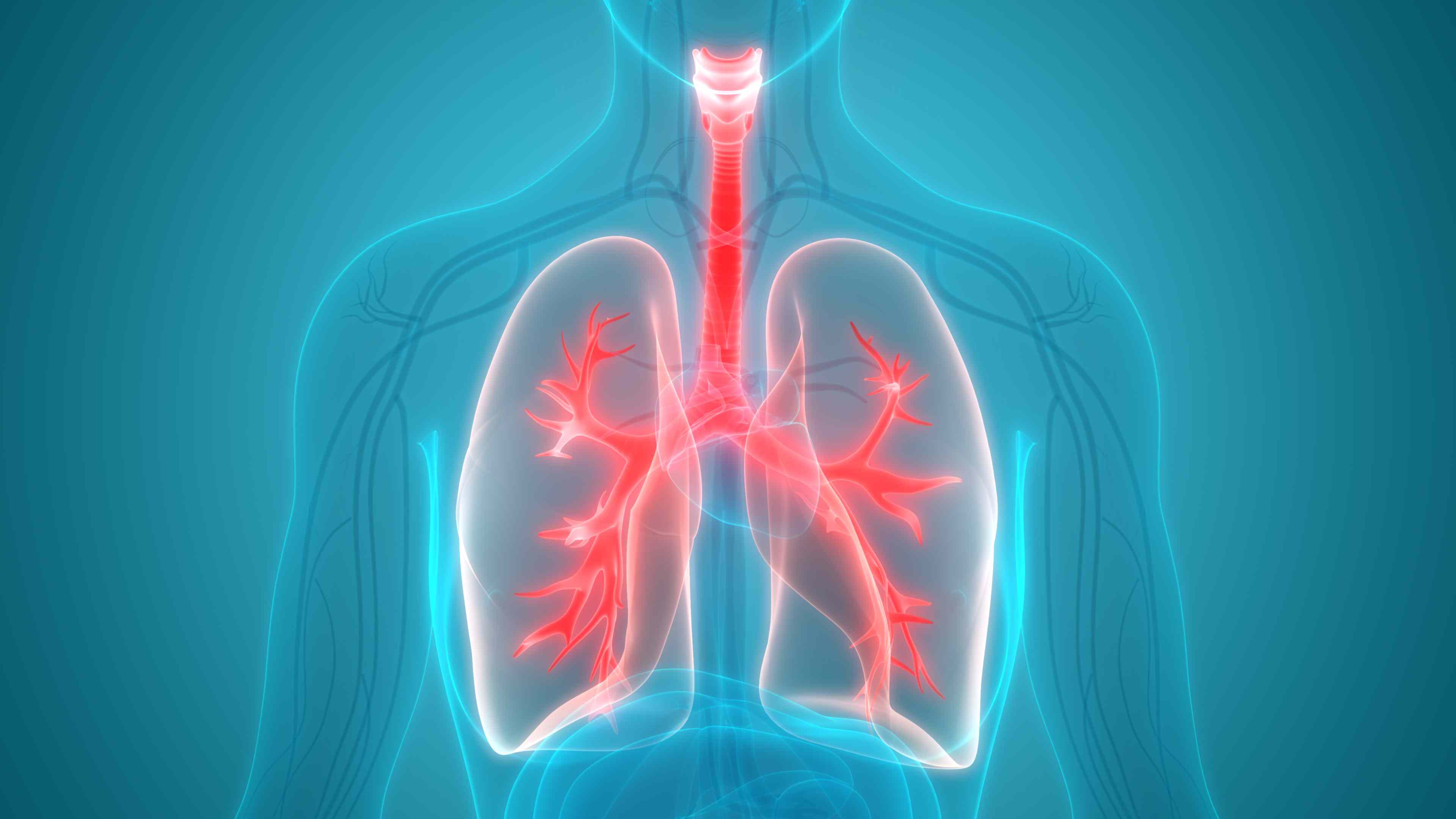 Detail Pics Of The Respiratory System Nomer 15