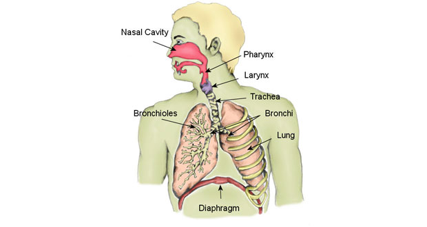 Detail Pics Of The Respiratory System Nomer 16
