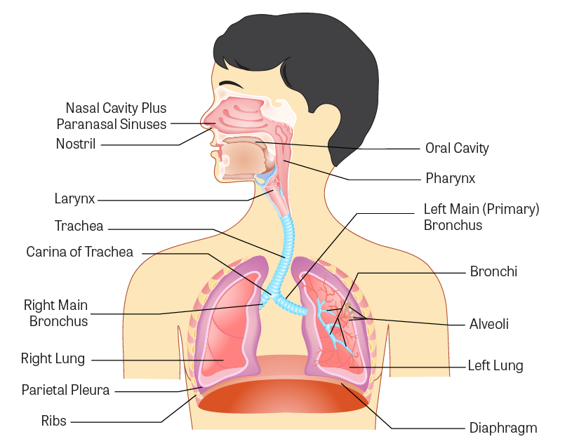 Detail Pics Of The Respiratory System Nomer 17