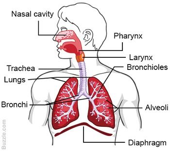 Detail Pics Of The Respiratory System Nomer 18