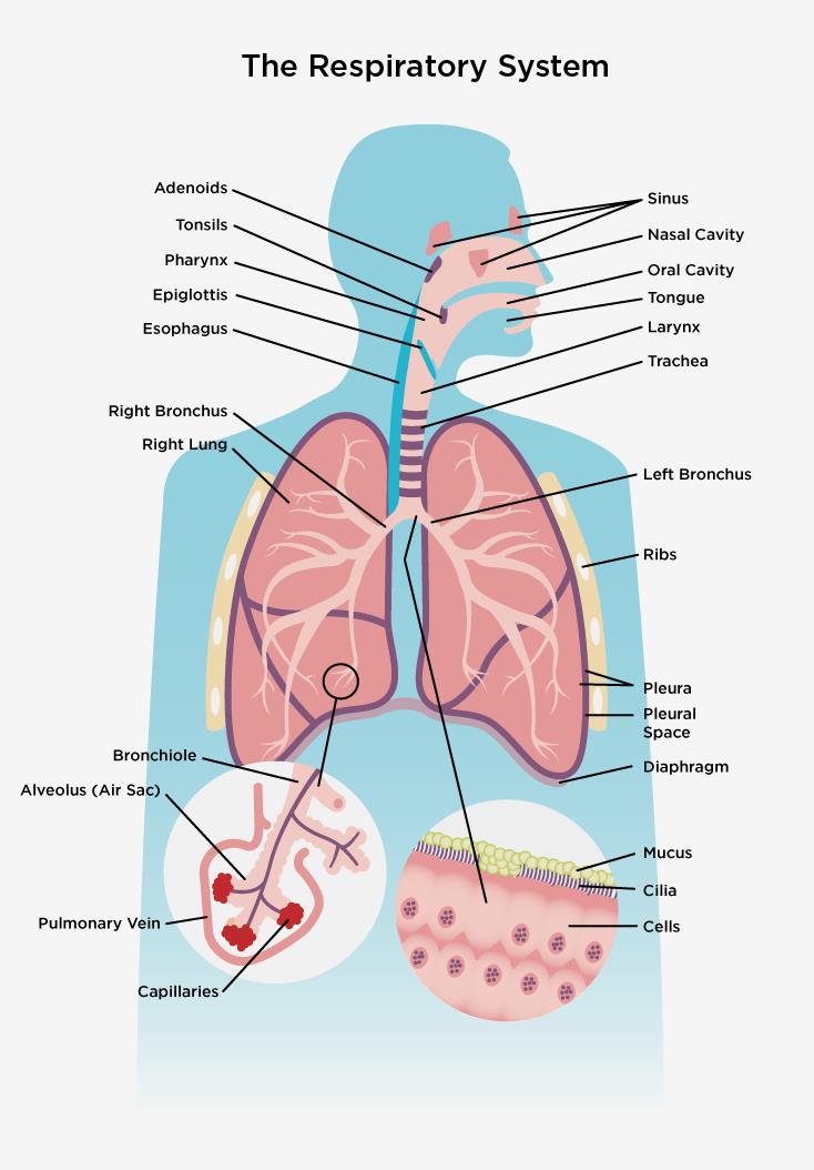 Detail Pics Of The Respiratory System Nomer 19