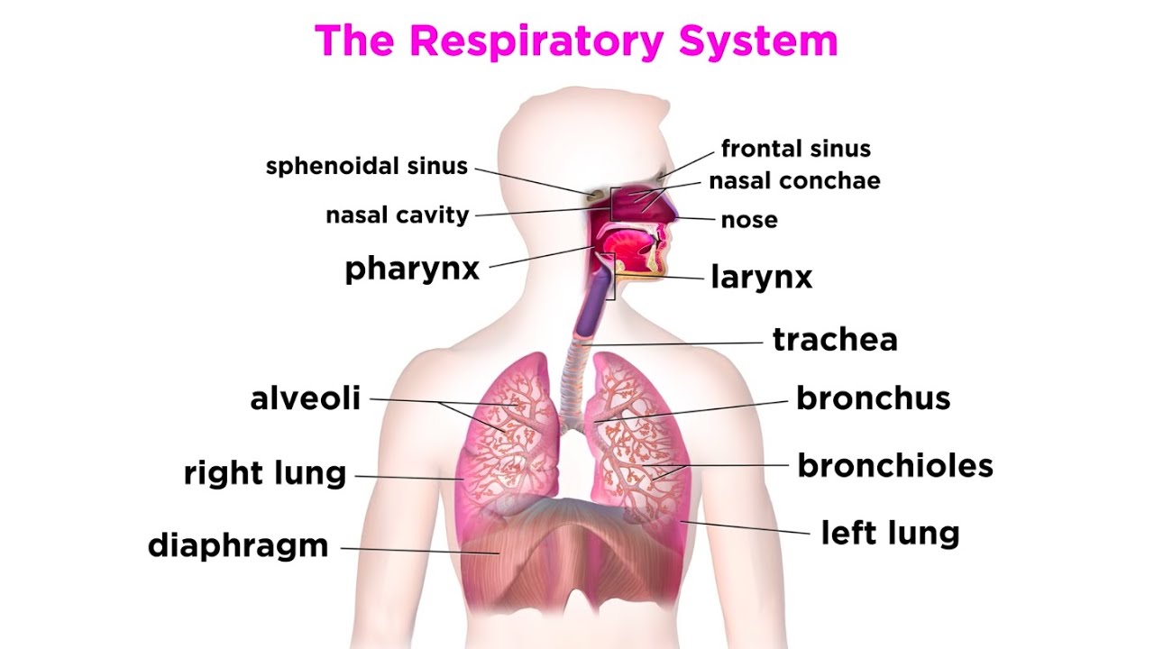 Detail Pics Of The Respiratory System Nomer 3