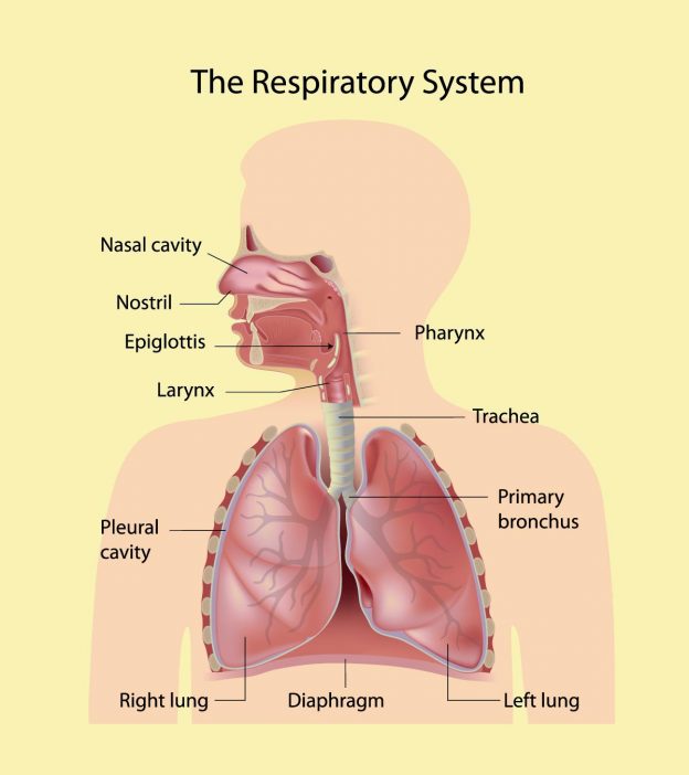Detail Pics Of The Respiratory System Nomer 20