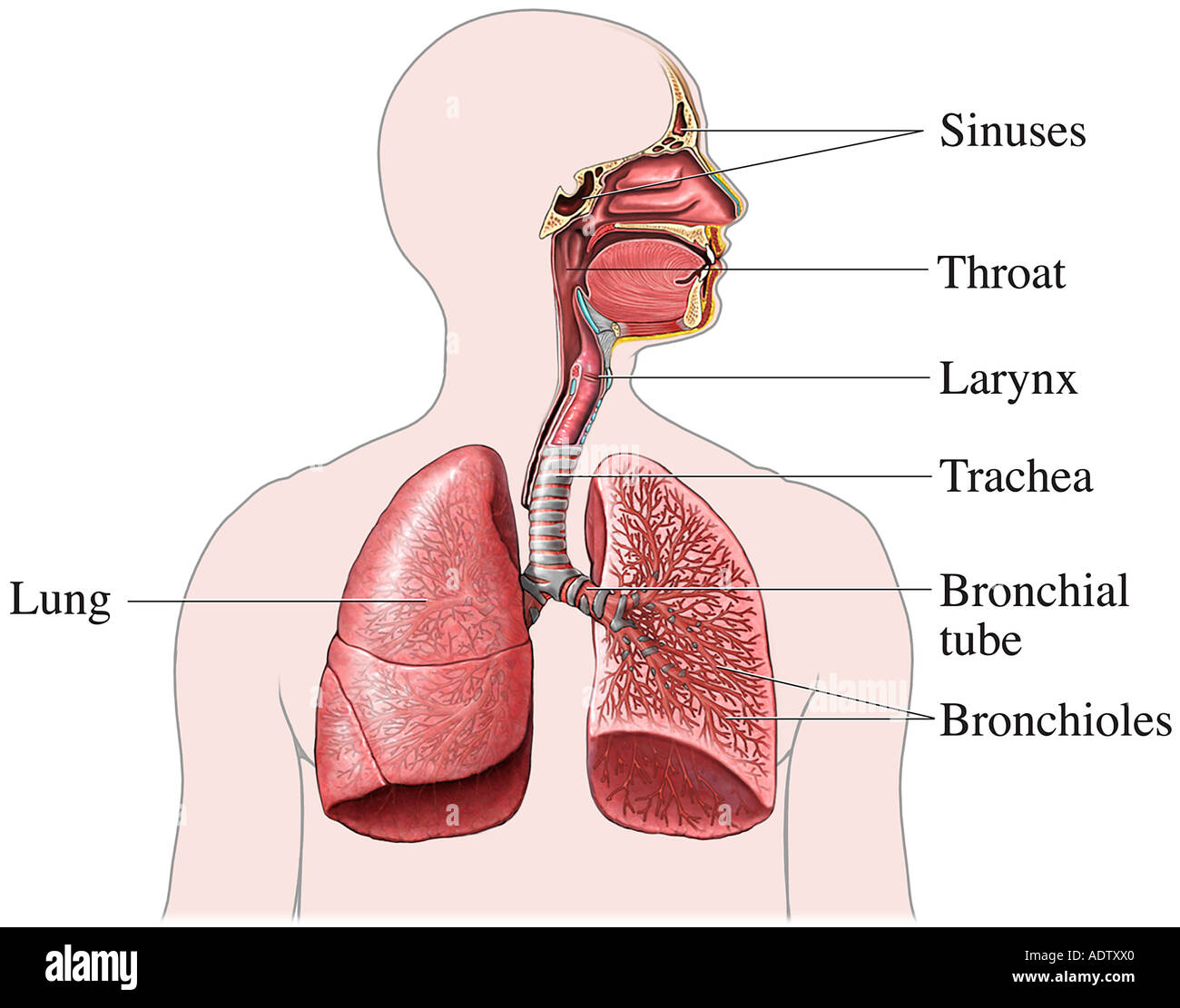 Detail Pics Of The Respiratory System Nomer 21