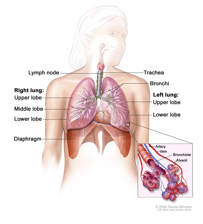 Detail Pics Of The Respiratory System Nomer 22