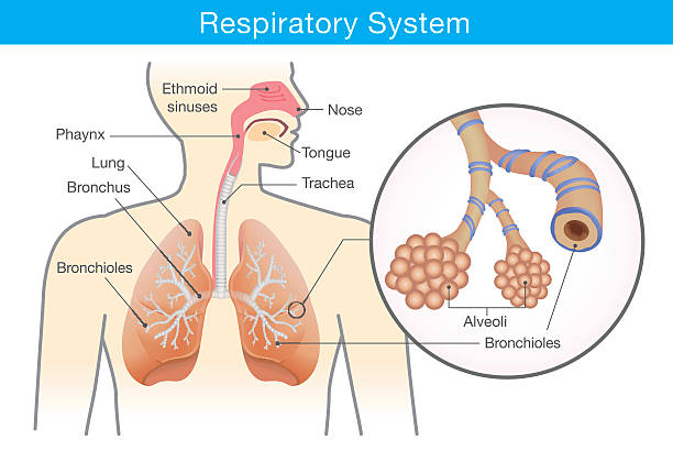Detail Pics Of The Respiratory System Nomer 23