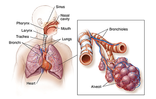 Detail Pics Of The Respiratory System Nomer 24