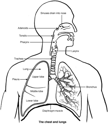 Detail Pics Of The Respiratory System Nomer 26
