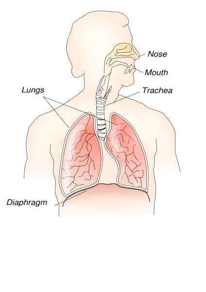 Detail Pics Of The Respiratory System Nomer 27