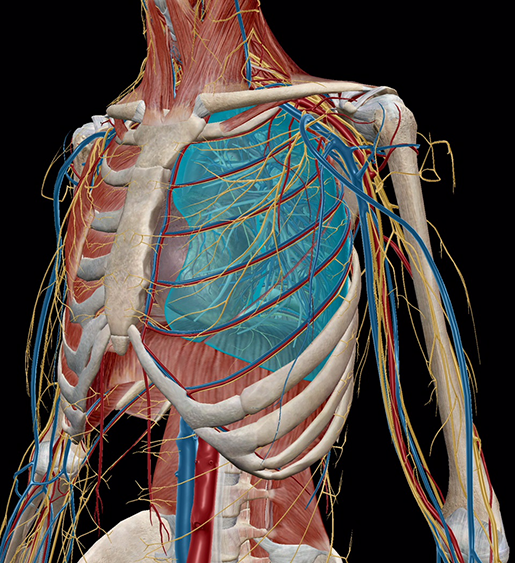 Detail Pics Of The Respiratory System Nomer 28