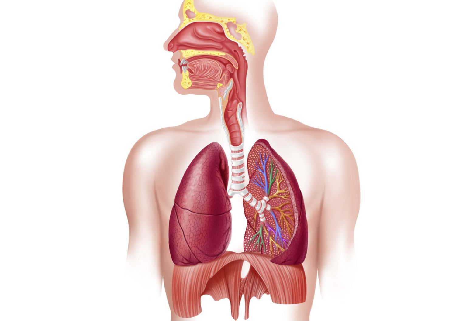 Detail Pics Of The Respiratory System Nomer 4