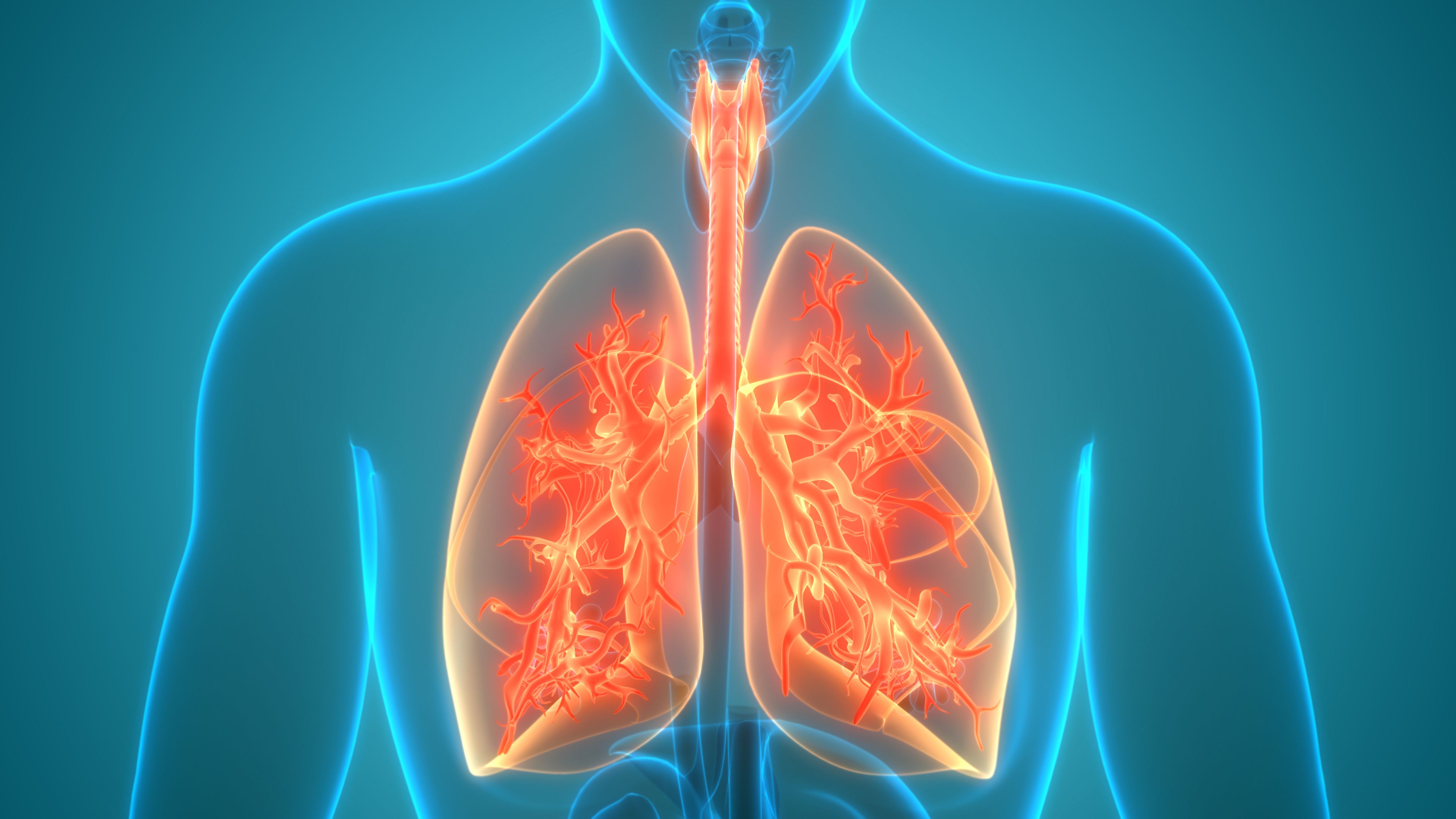 Detail Pics Of The Respiratory System Nomer 29