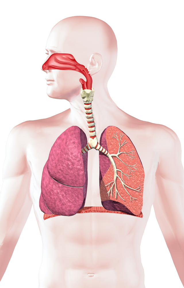 Detail Pics Of The Respiratory System Nomer 30