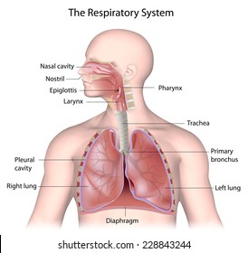Detail Pics Of The Respiratory System Nomer 31