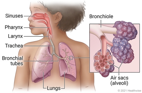 Detail Pics Of The Respiratory System Nomer 32