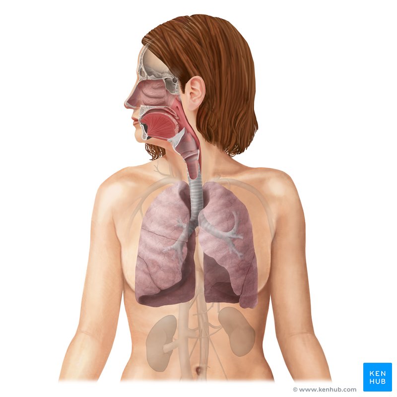 Detail Pics Of The Respiratory System Nomer 33