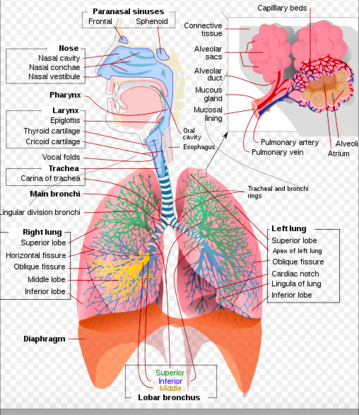 Detail Pics Of The Respiratory System Nomer 34