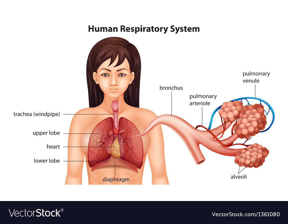 Detail Pics Of The Respiratory System Nomer 35