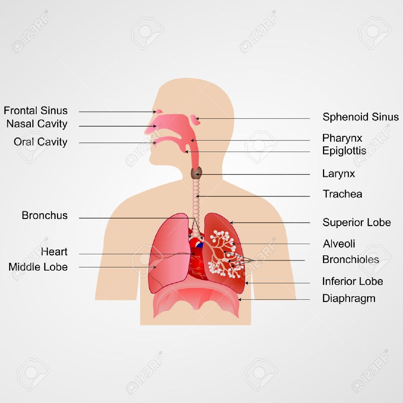 Detail Pics Of The Respiratory System Nomer 36