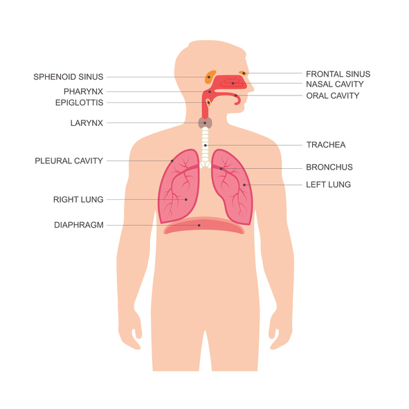 Detail Pics Of The Respiratory System Nomer 37