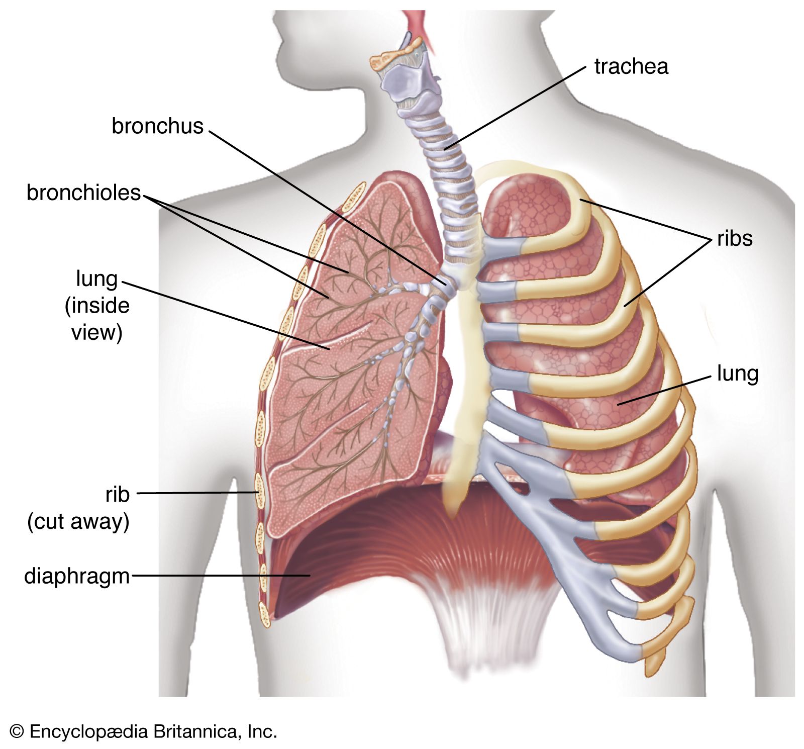 Detail Pics Of The Respiratory System Nomer 5