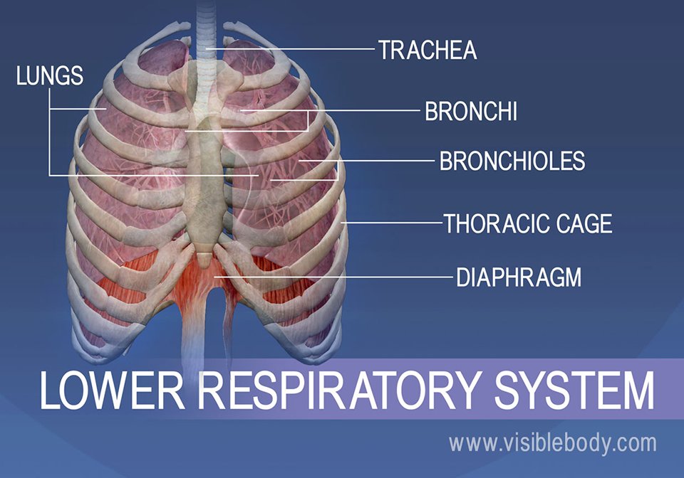 Detail Pics Of The Respiratory System Nomer 38