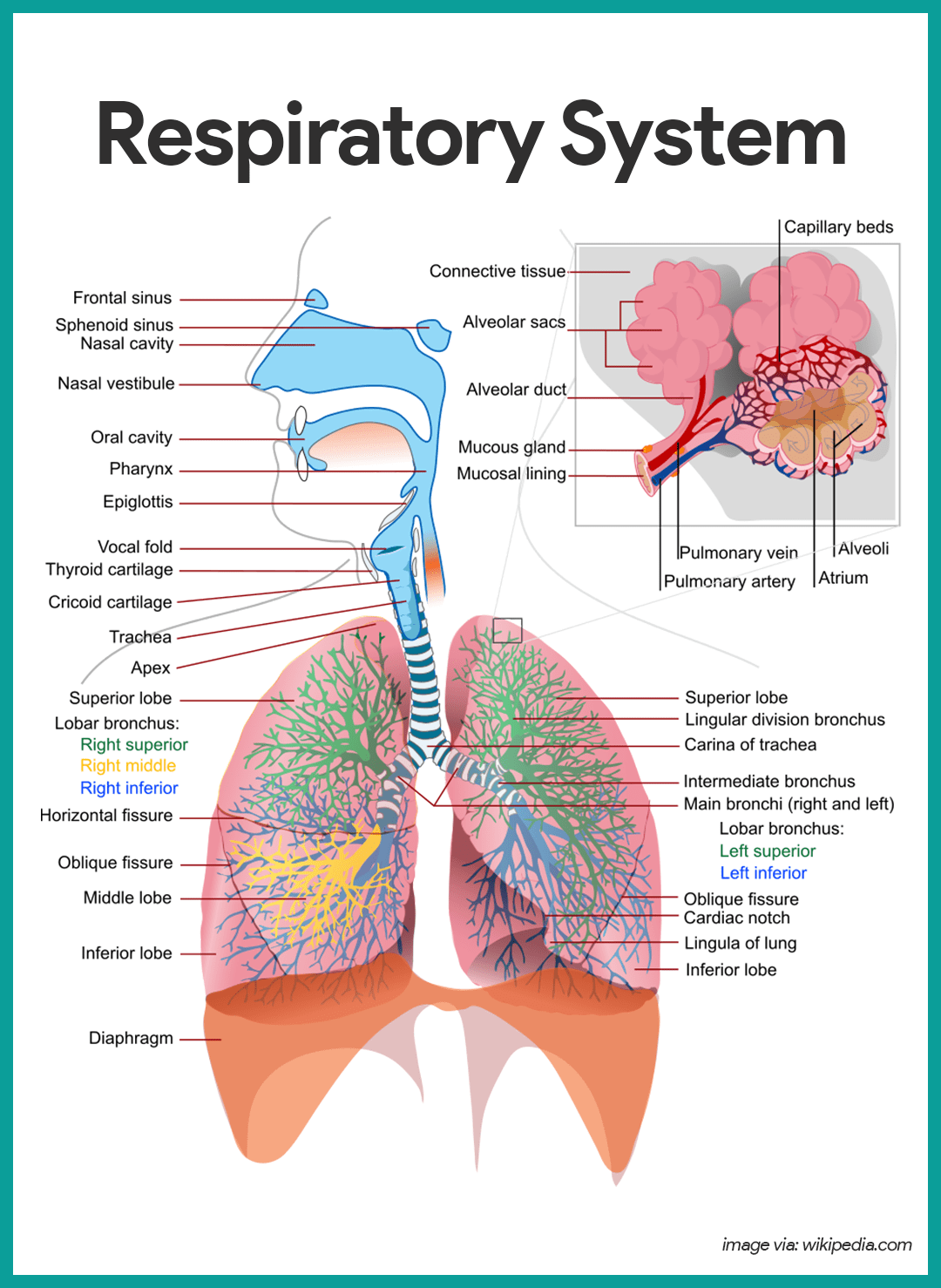 Detail Pics Of The Respiratory System Nomer 39
