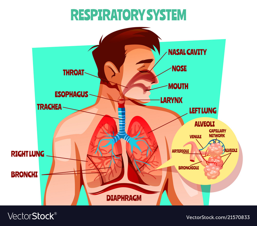 Detail Pics Of The Respiratory System Nomer 40