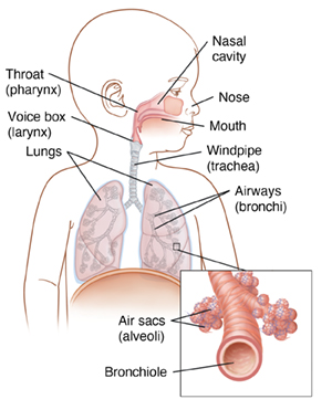Detail Pics Of The Respiratory System Nomer 42