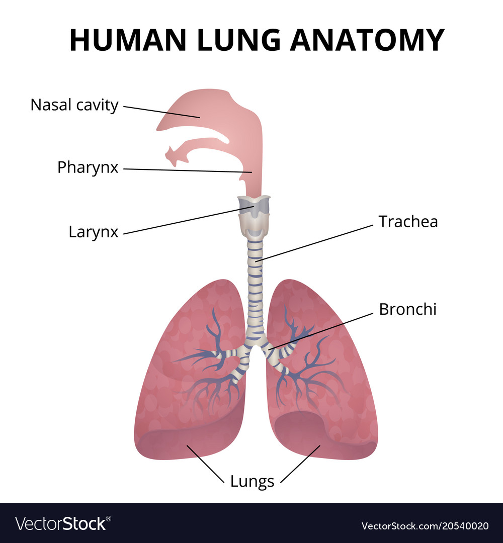 Detail Pics Of The Respiratory System Nomer 43