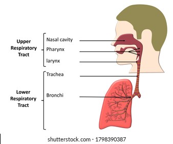 Detail Pics Of The Respiratory System Nomer 44