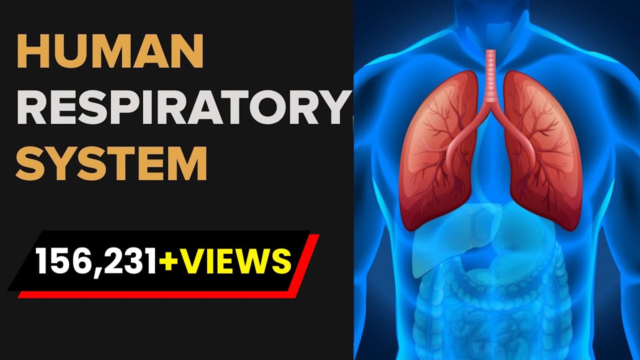 Detail Pics Of The Respiratory System Nomer 45