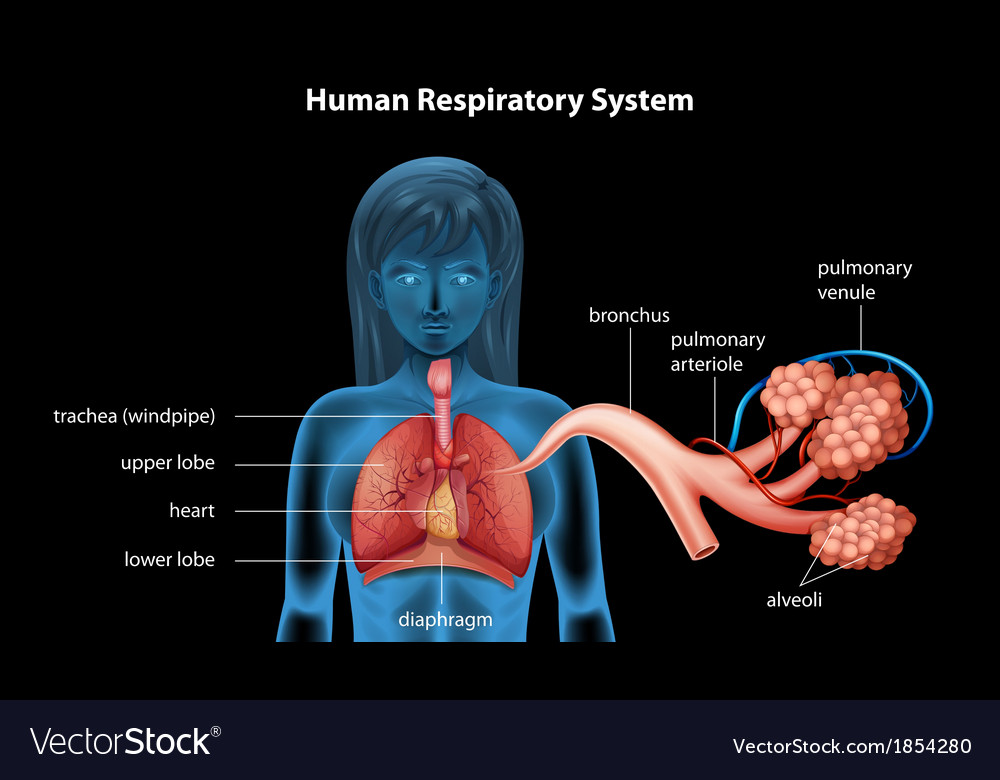 Detail Pics Of The Respiratory System Nomer 46