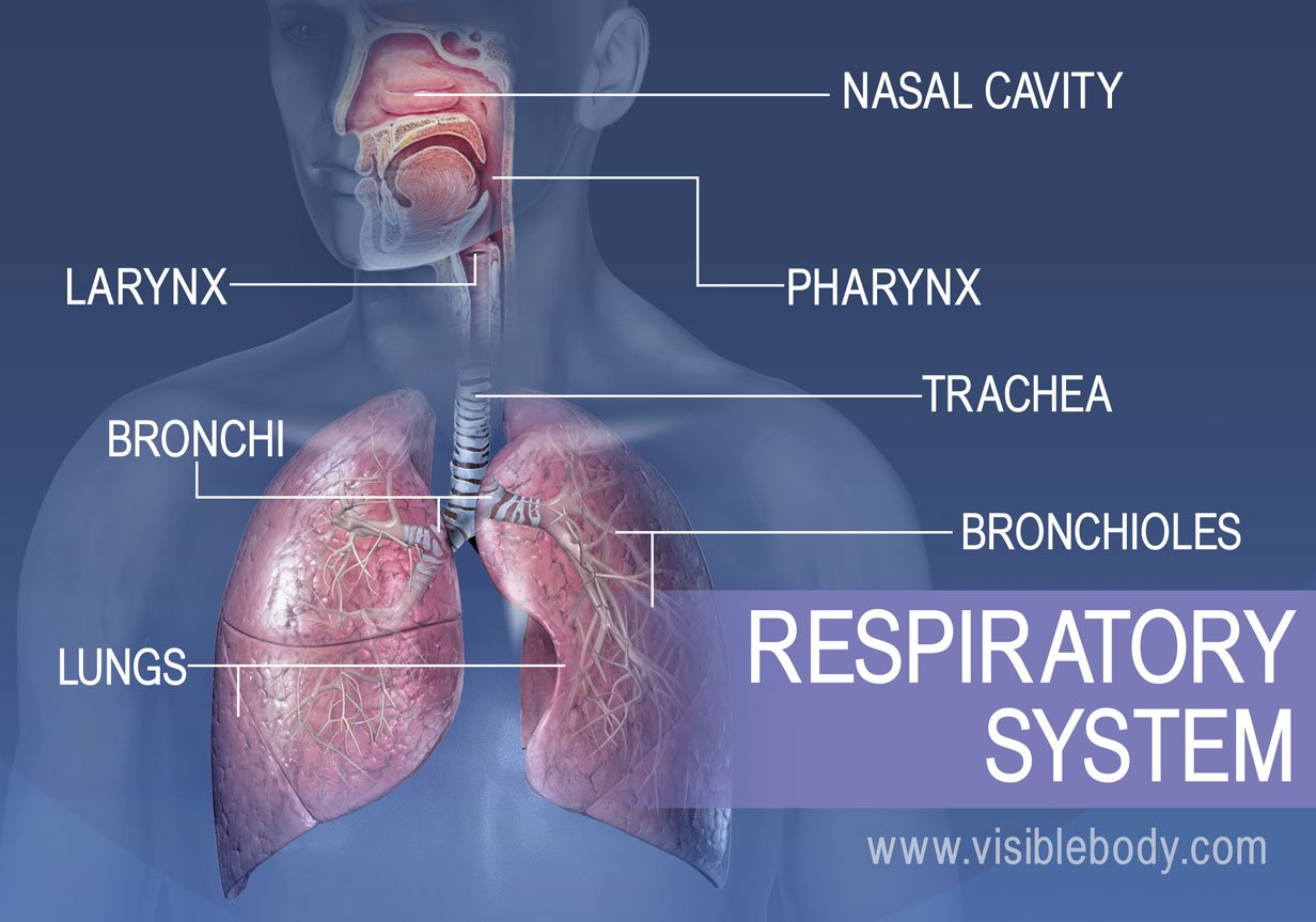 Detail Pics Of The Respiratory System Nomer 47