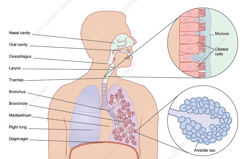 Detail Pics Of The Respiratory System Nomer 48