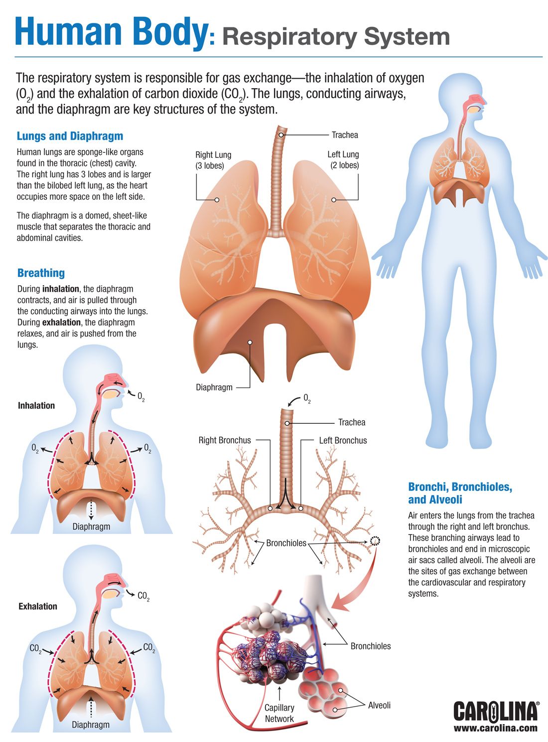 Detail Pics Of The Respiratory System Nomer 50