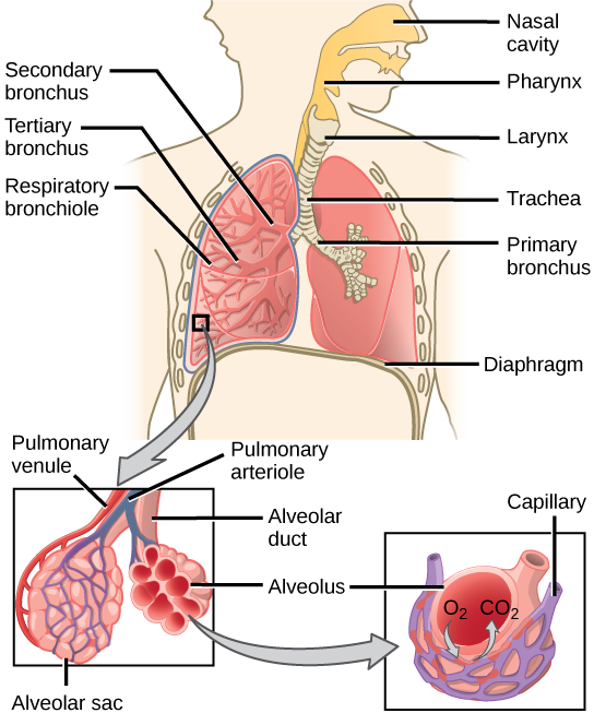 Detail Pics Of The Respiratory System Nomer 52