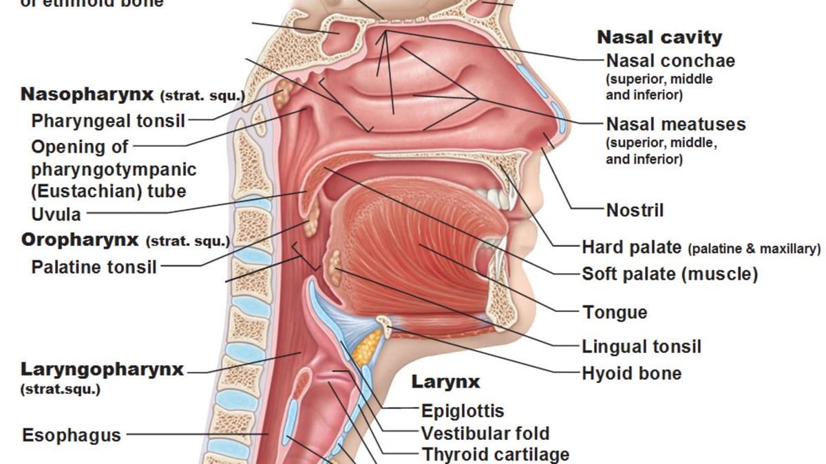 Detail Pics Of The Respiratory System Nomer 53