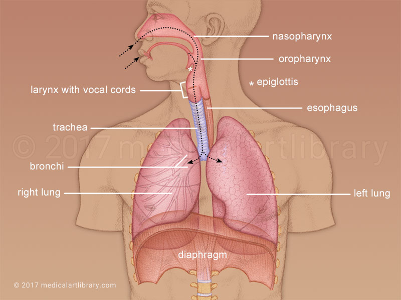 Detail Pics Of The Respiratory System Nomer 54