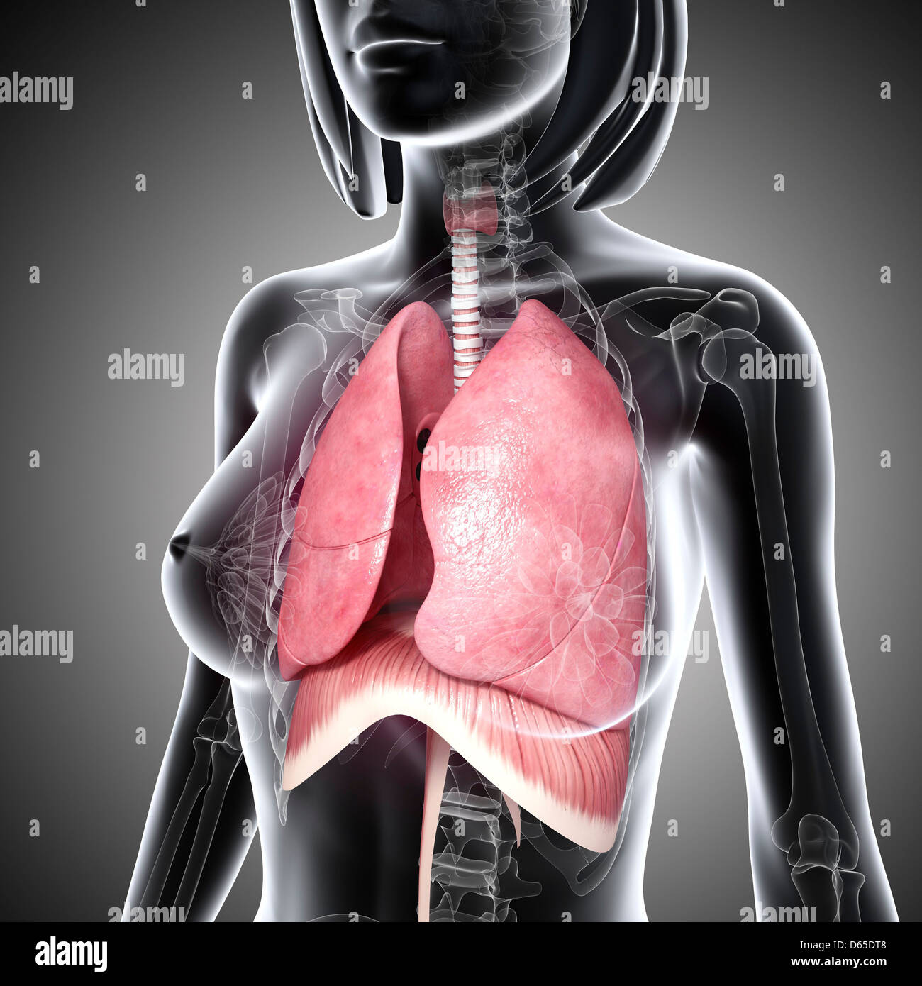 Detail Pics Of The Respiratory System Nomer 55