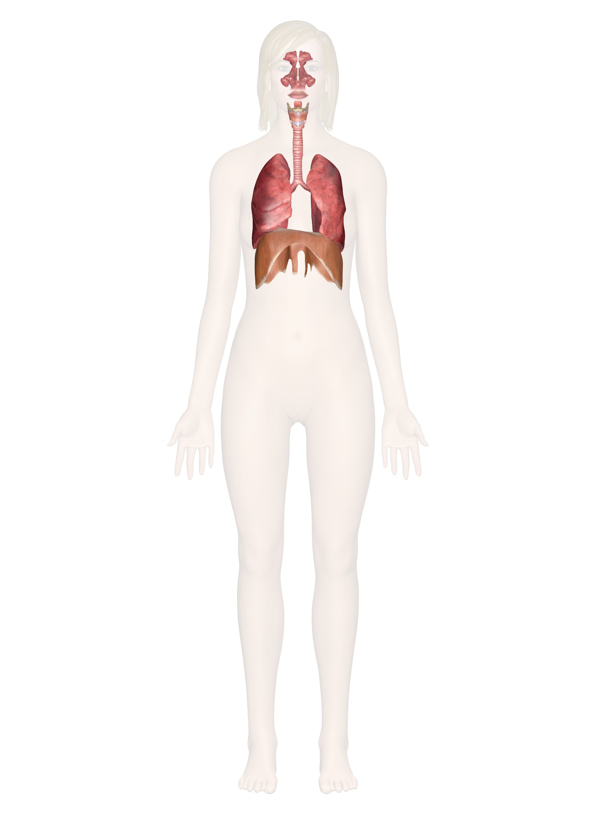 Detail Pics Of The Respiratory System Nomer 56