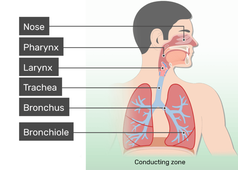 Detail Pics Of The Respiratory System Nomer 7