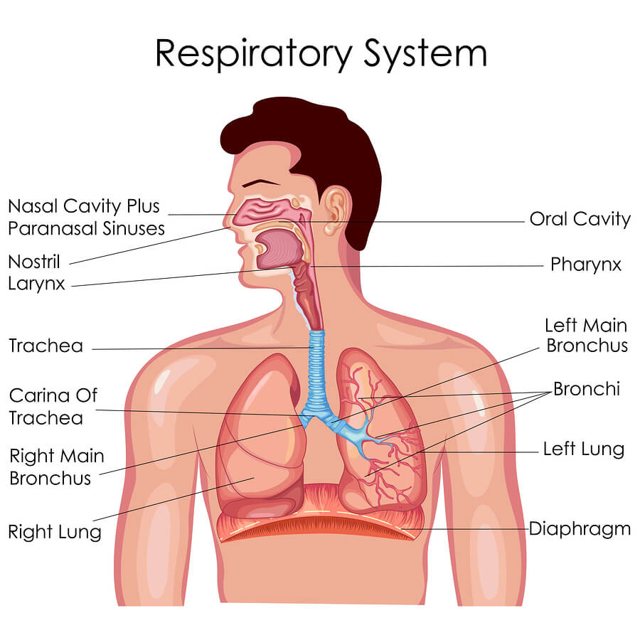 Detail Pics Of The Respiratory System Nomer 8