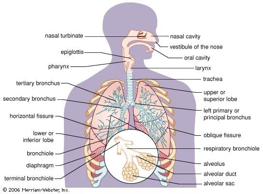 Detail Pics Of The Respiratory System Nomer 9